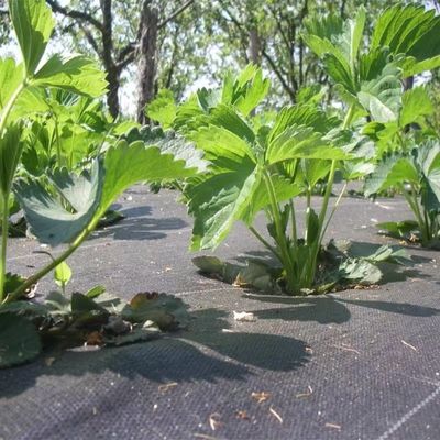 보호 PP 직사막 PE 바닥 덮개  Mesh 잡초 매트 롤 안티 잔디 잡초 Mulch 필름